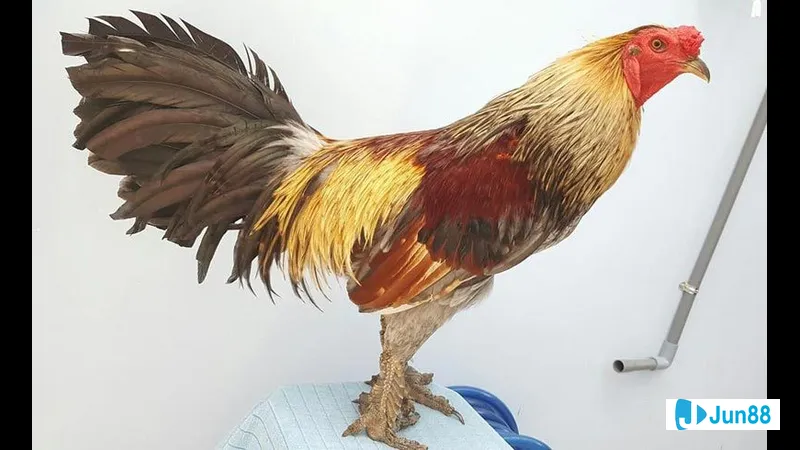 Chân cá với vảy trên nền đất ẩm Chân cá với vảy trên nền đất ẩm
