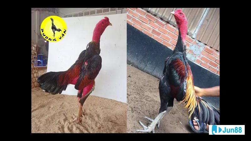 Yếu tố ảnh hưởng đến chất lượng gà Yếu tố ảnh hưởng đến chất lượng gà
