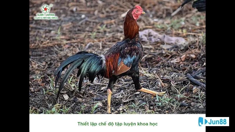 Đá mé bên bờ sông